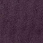 violet Kolibri violet